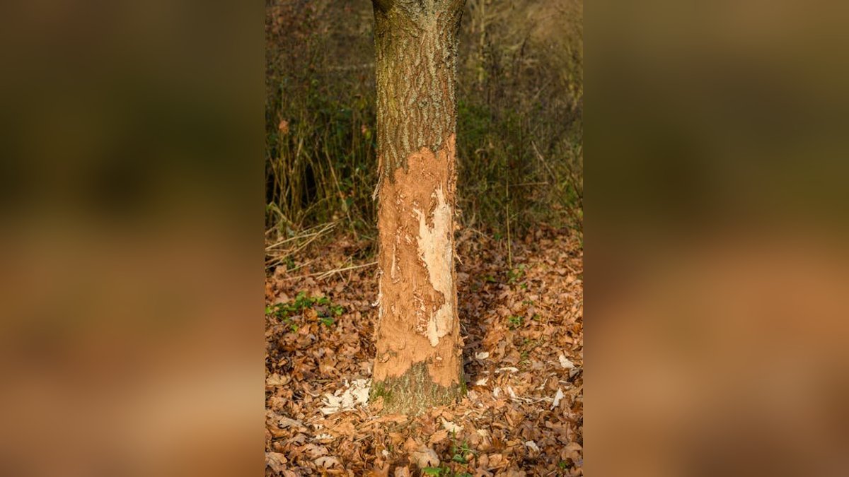 Tree Damage From a Neighbor: Know Your Legal Rights